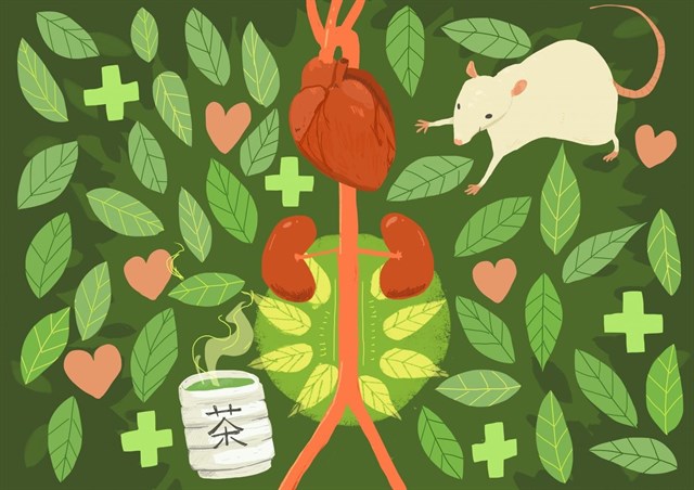 Té verde ‘mano de santo’ para evitar la rotura del aneurisma abdominal