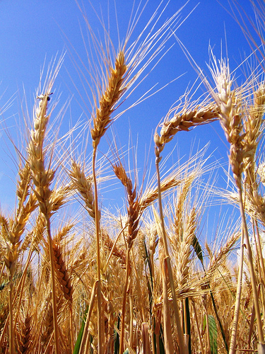 La importancia de la agricultura y alimentación en el nuevo modelo de economía sostenible