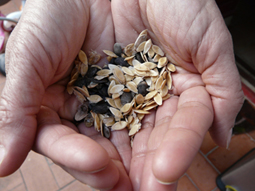 Las semillas de nuestra agricultura