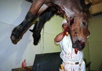 Desmantelan una red internacional con conexión en Galicia que comerciaba con carne de caballo no apta para el consumo