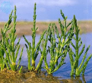 Legumbres que se nutren de agua marina