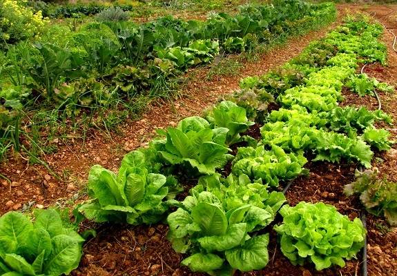 La agricultura ecológica y sostenible y la Red Natura 2000