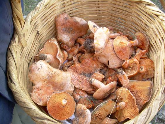 Almería autoriza recoger un máximo de cinco kilos de setas por persona al día