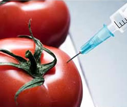 Prohibición de los transgénicos