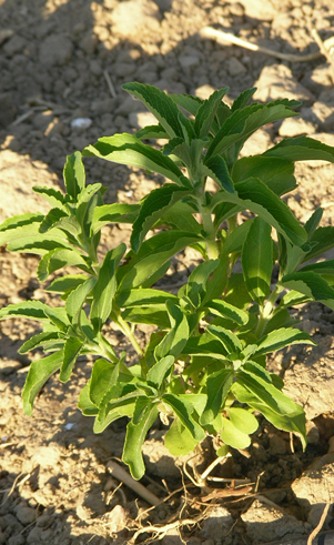STEVIA Edulcorante bio