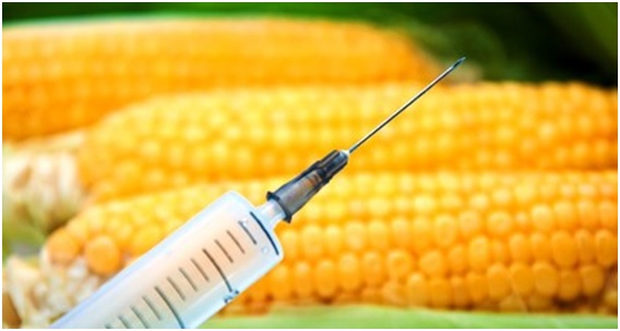 Transgénicos: cuáles son los productos ‘estrella’