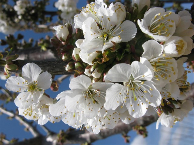 INTIA realiza unas jornadas sobre producción ecológica en fruticultura