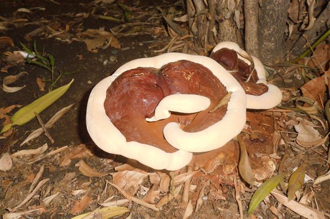 Hongos chinos contra la obesidad