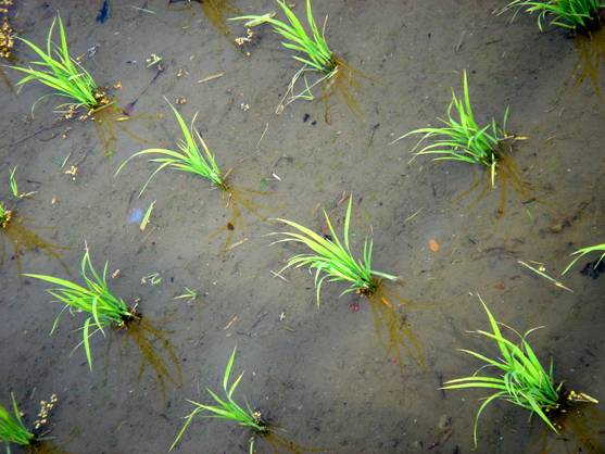 La agrodiversidad y su relación con la seguridad alimentaria