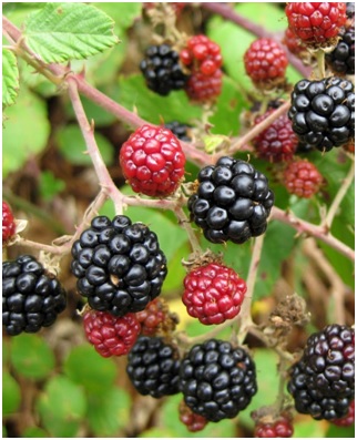 Ya no te pincharás más para disfrutar de la zarzamora silvestre