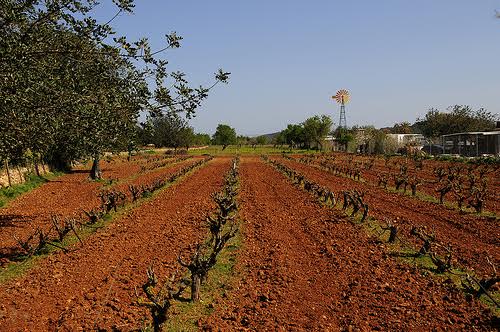 Sabes que es el ‘Banco de Tierras de Ibiza’