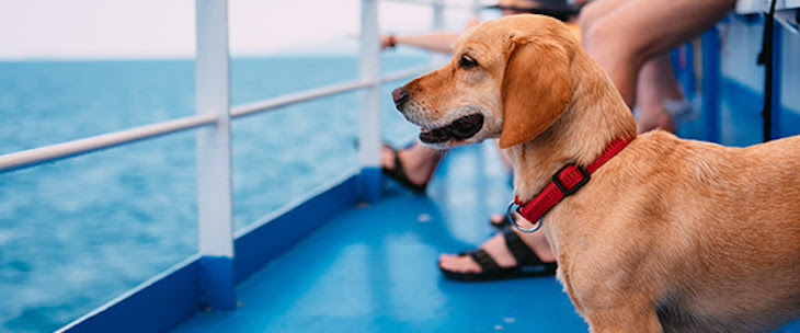 Peludos seguros en Transmed