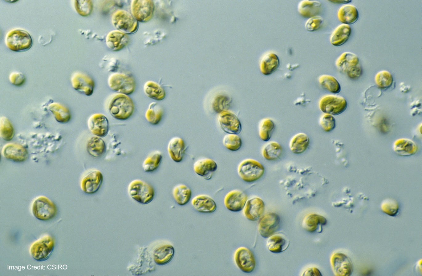 Innovadora aplicación de microalgas para recuperar el agua del fracking