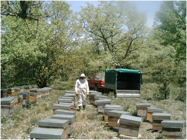 Exportarán enjambres de abejas y abejas reinas ecológicas de León