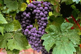 Una investigación destaca las características únicas del vino de Chile