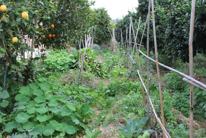 Novedades para el huerto en Enero