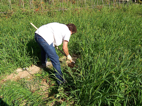 El cultivo ecológico mundial ocupa ya 35 millones de hectáreas