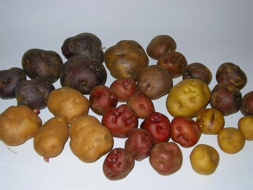 Las Papas Antiguas de Canarias están a un paso de obtener la denominación origen que otorga la UE