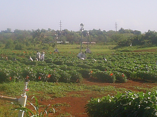 Mapa secreto de los 63 pueblos de España donde se experimentan nuevos cultivos transgénicos