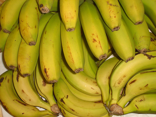 La Directora de la Fundación Biodiversidad participa en la apertura de la 25º edición de Biocultura