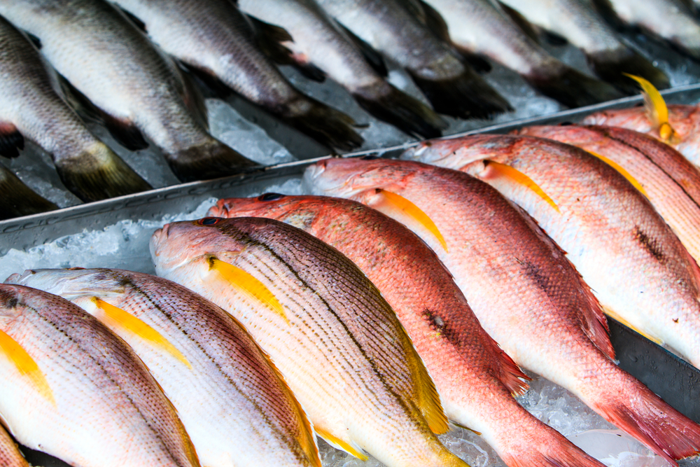 Consulta la guía de consumo responsable de pescado en el Mediterráneo