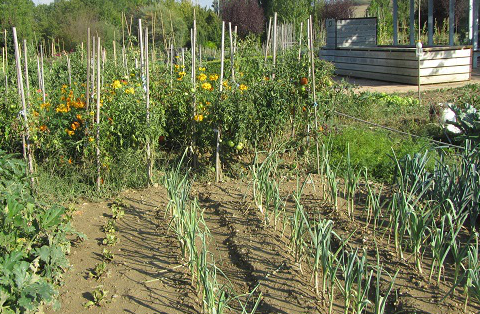 Vitoria-Gasteiz. Abierto el periodo de inscripción para las huertas ecológicas de ocio