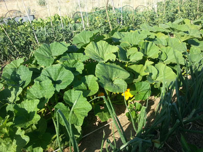 El tratado de libre comercio entre Europa y Estados Unidos amenaza la agricultura familiar y sostenible