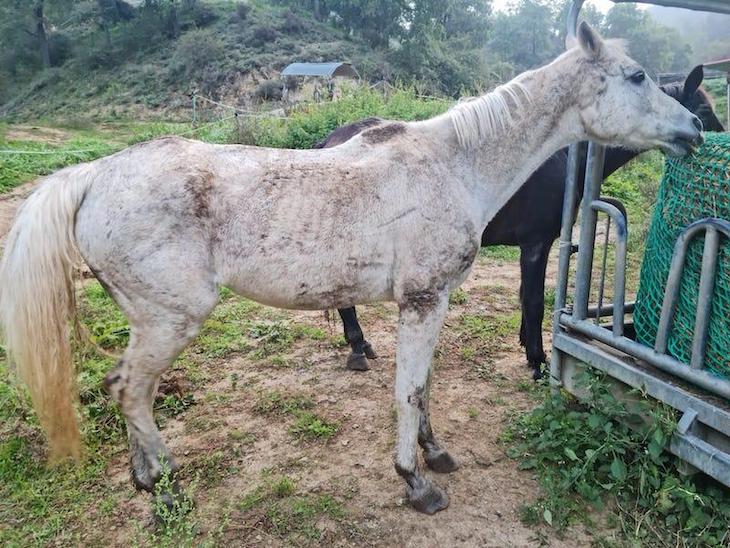 Mas de 20 equinos salvado del maltrato animal