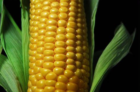 Riesgos para la salud de transgénicos cultivados y consumidos en España