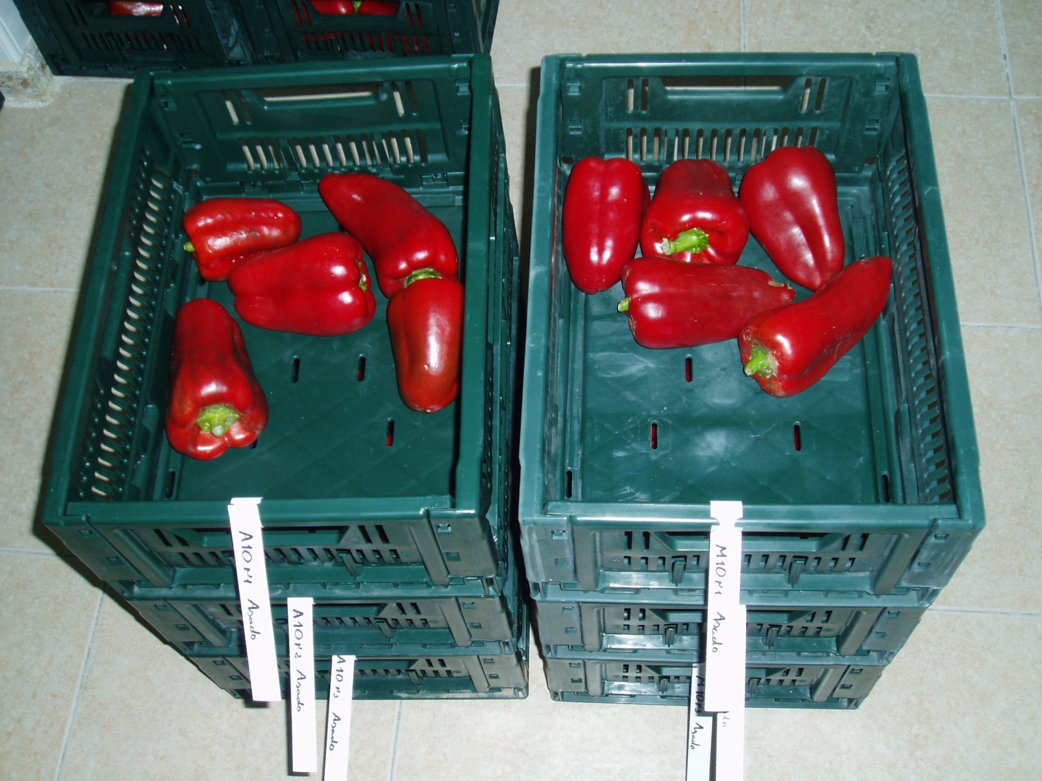 El pimiento del Bierzo presenta mejores condiciones si se asa diez días después de la cosecha