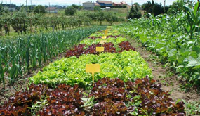 El gasto en agricultura ecológica aumenta más de un 60% en 2010