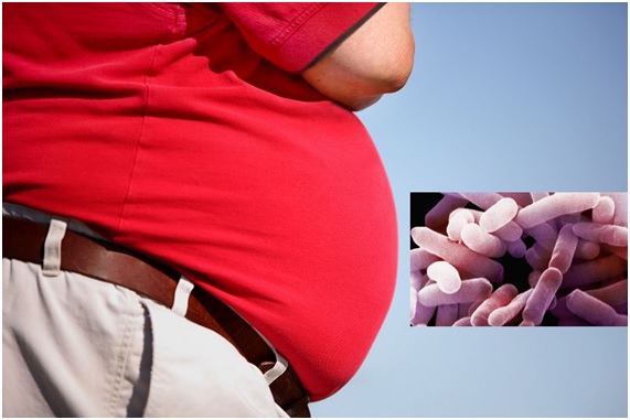 Obesidad: causada por microbios intestinales alterados