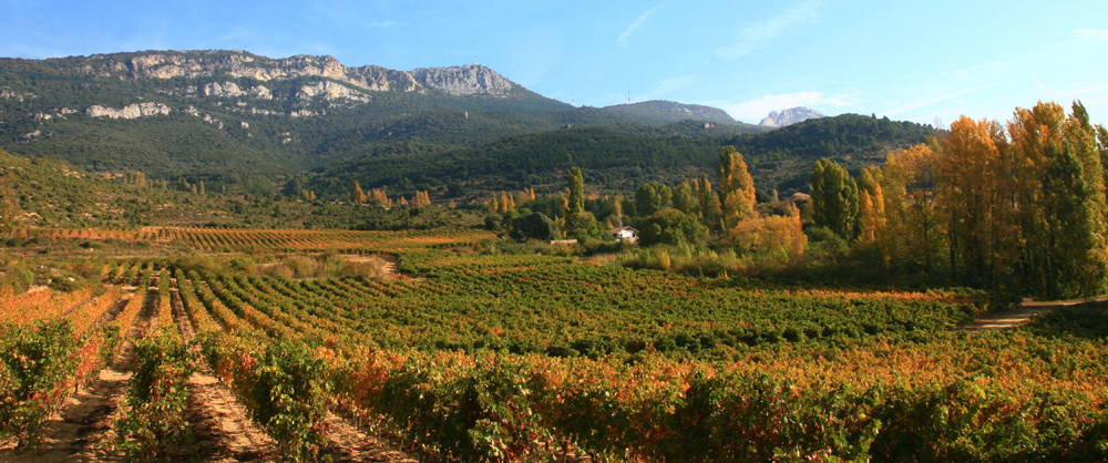 Viticultura ecológica en Lanzarote