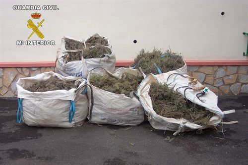Intervenidos 290 kilos de tomillo recolectados ilegalmente en un paraje de la Sierra de Gádor