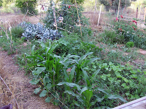 El paisaje en la cazuela: huerta ecológica a media hora de Barcelona y otras historias