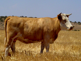 Detectan cesio radiactivo en carne de vaca procedente de Fukushima