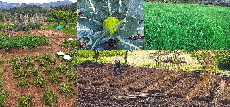 Expertos en agricultura biodinámica destacan los beneficios para la salud y el medio ambiente de este modelo