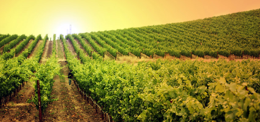 Vid ecológica en Andalucía