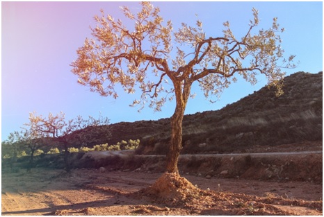 Apadrina un olivo en Apadrinaunolivo.org y conviértete en agricultor online