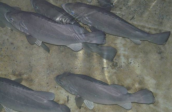 Los primeros meros de acuicultura no llegarán a los mercados hasta 2025