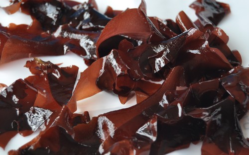 Algas de la costa portuguesa