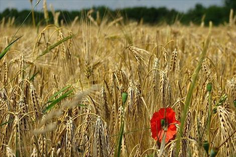 Las diez medidas de Castilla – La Mancha en agricultura ecológica