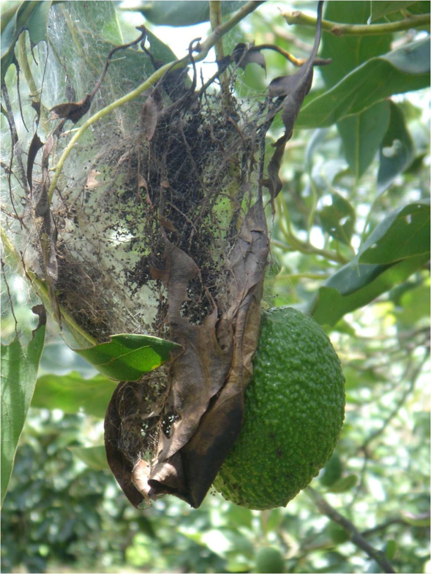 IPN desarrolló control biológico para plaga de aguacate