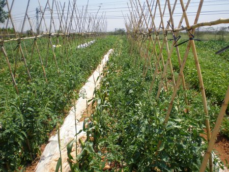 La ‘horta’ ecológica de Valencia (ver video)