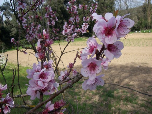 Conoce las hierbas útiles del huerto y sus alrededores