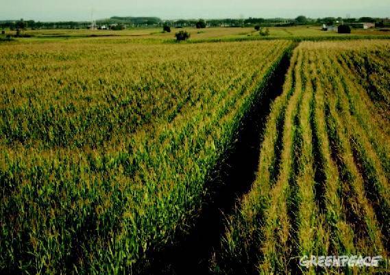 La voz contra los transgénicos de un agricultor en Bruselas