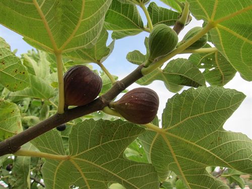 Producción ecológica de la higuera