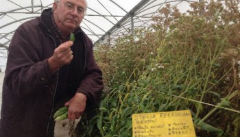 La ‘barbaridad’ del juicio contra Josep Pàmies acusado de un delito contra la Salud Pública