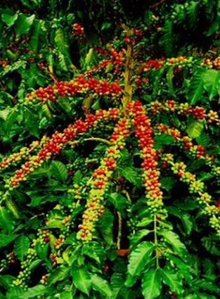 En granja organica de café