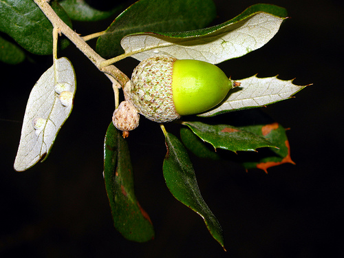 La Onubense investiga los factores que influyen en la producción de bellotas para mejorar la conservación de las dehesas